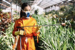 Person in protective gear spraying plants in a greenhouse.
